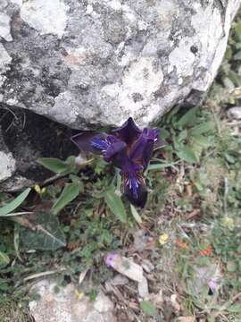 Plancia ëd Iris pumila subsp. attica (Boiss. & Heldr.) K. Richt.