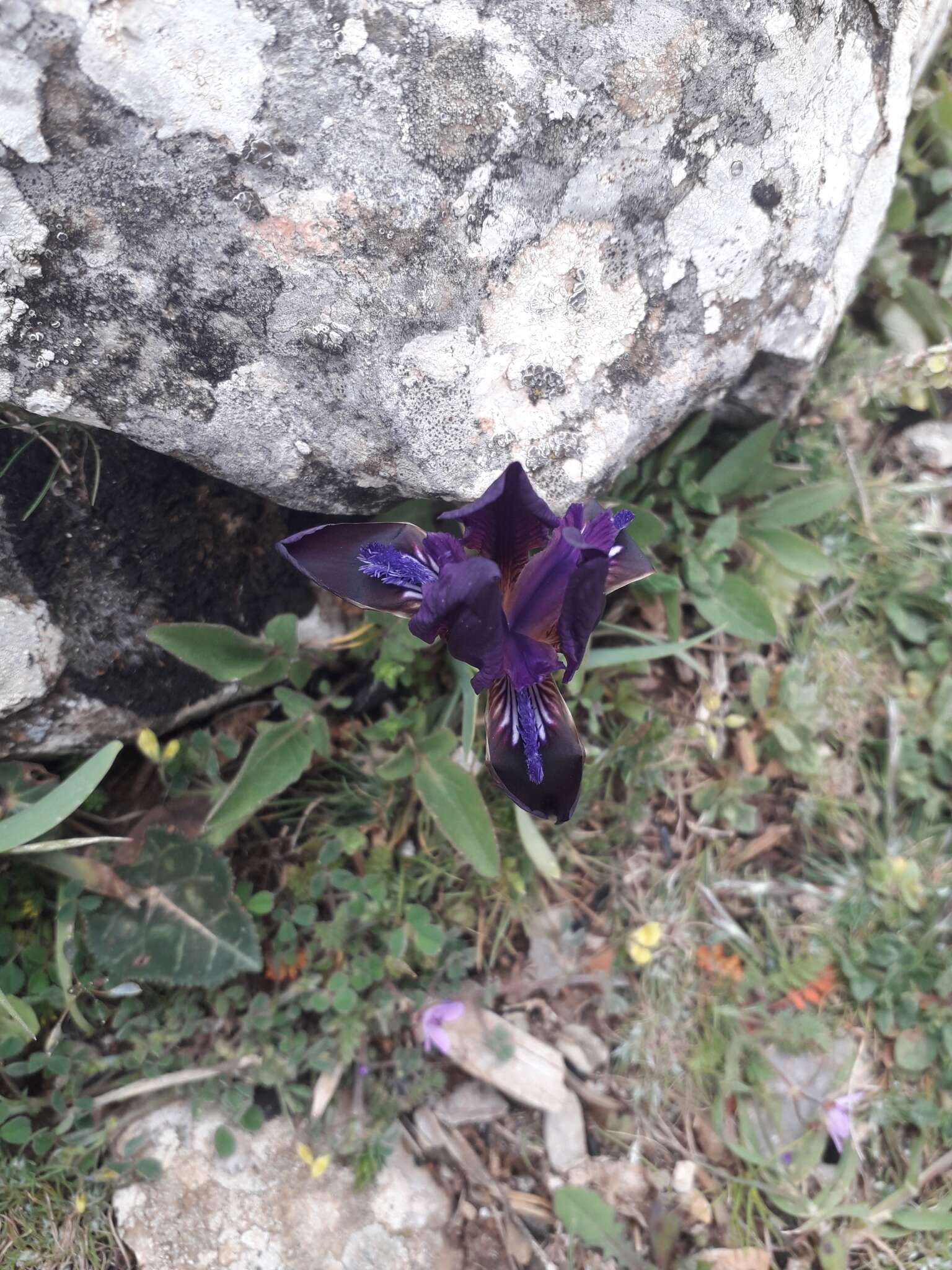 Image of Iris pumila subsp. attica (Boiss. & Heldr.) K. Richt.