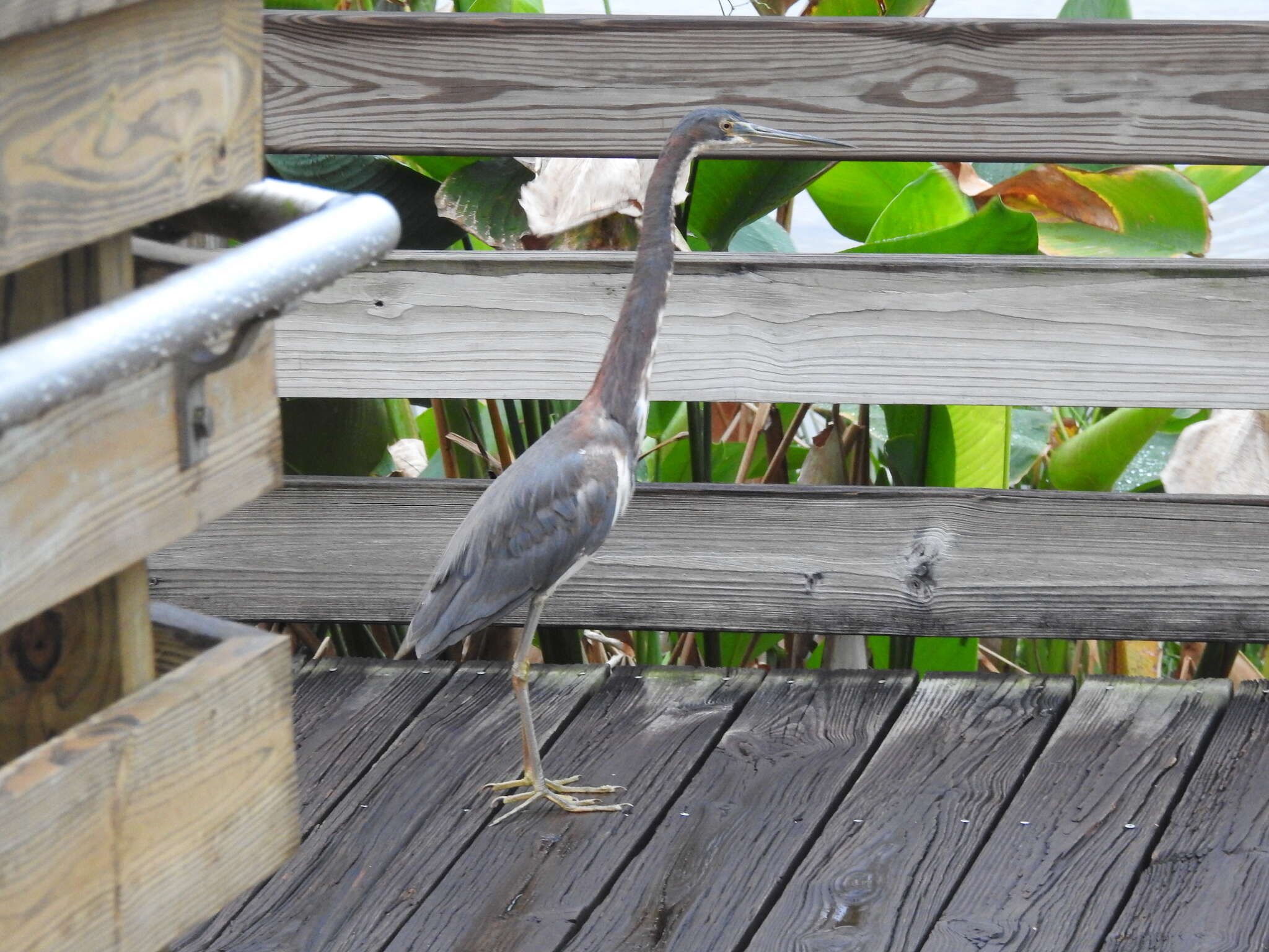 Image of Egretta tricolor ruficollis Gosse 1847