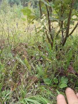 Spiranthes casei var. casei resmi