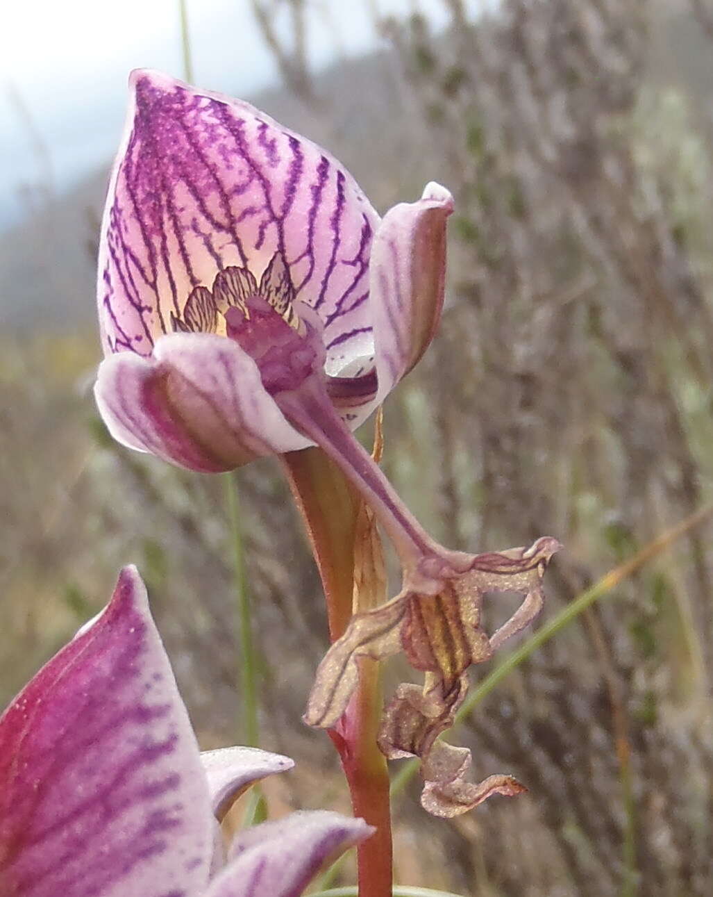 Disa spathulata subsp. tripartita (Lindl.) H. P. Linder resmi