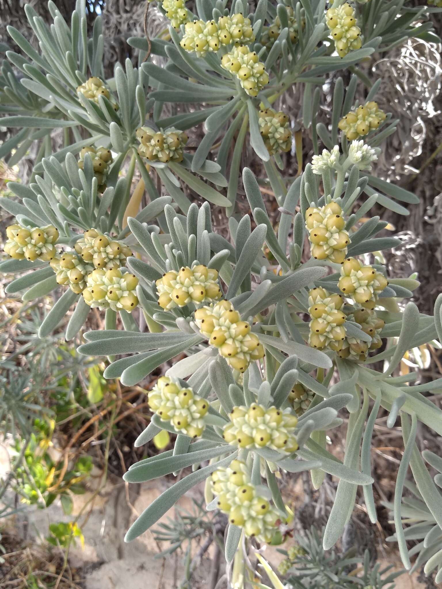 Tournefortia gnaphalodes (L.) R. Br.的圖片