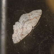 صورة Cyclophora albipunctata Hüfnagel 1767