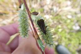 Imagem de Empis borealis Linnaeus 1758