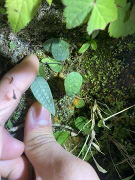 Image of Selliguea hastata (Thunb.) Fraser-Jenk.