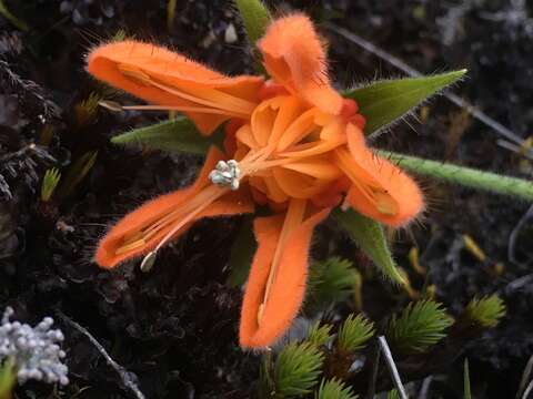 Image of Nasa ranunculifolia subsp. huanucoensis T. Henning, E. Rodr. & Weigend