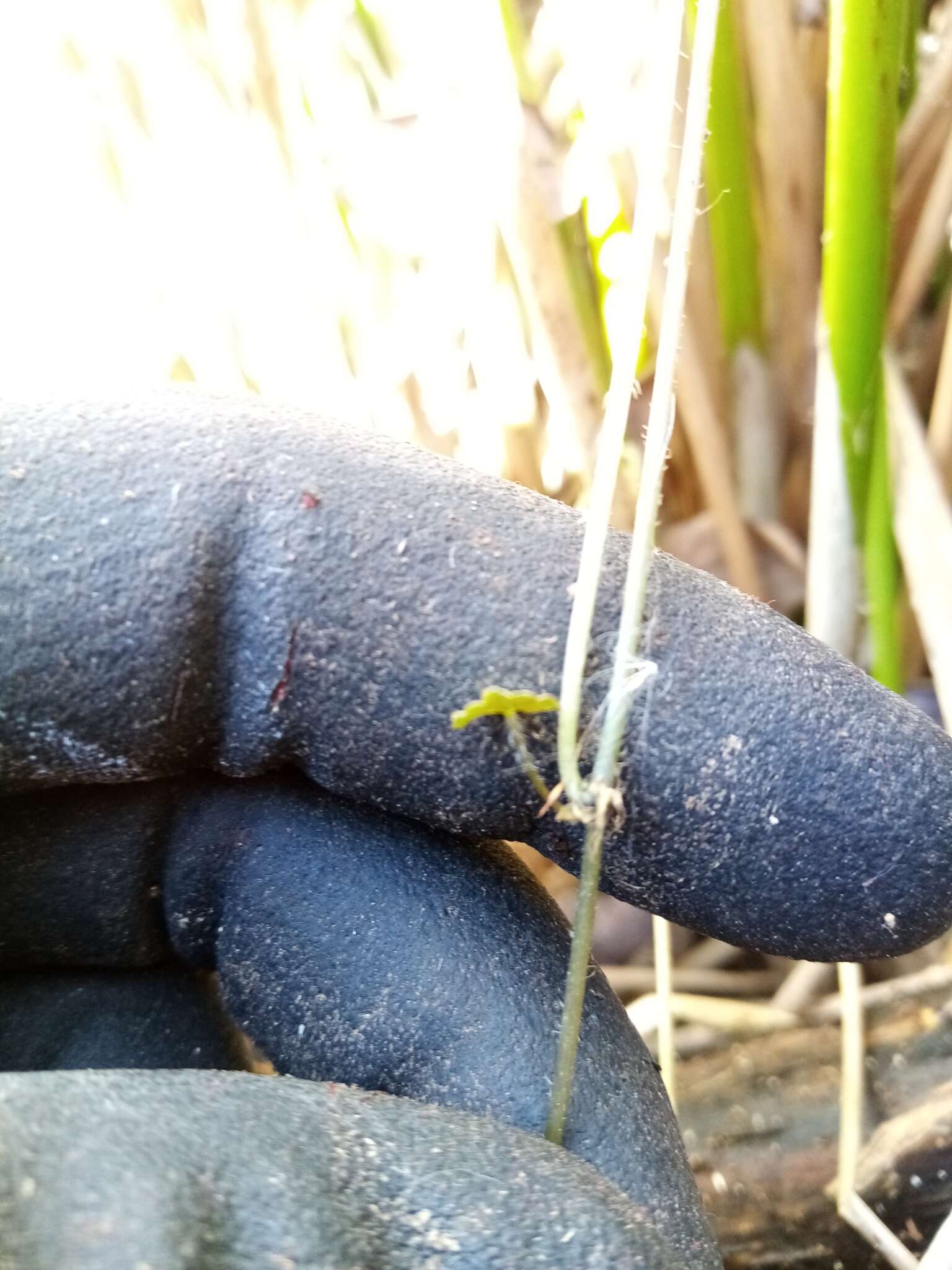 Image of Hydrocotyle novae-zeelandiae DC.