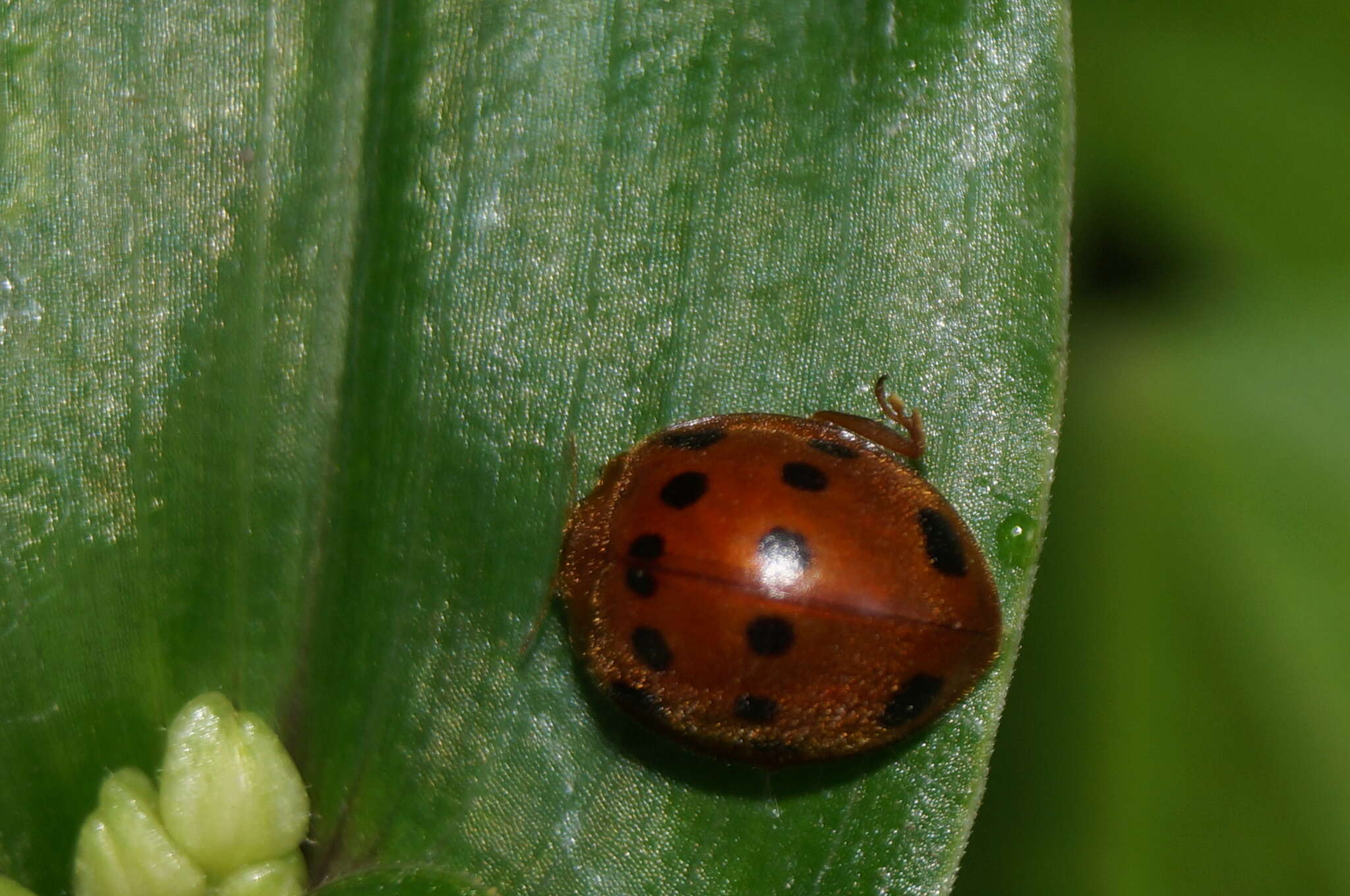 Image of Epilachna tredecimnotata (Latreille 1833)