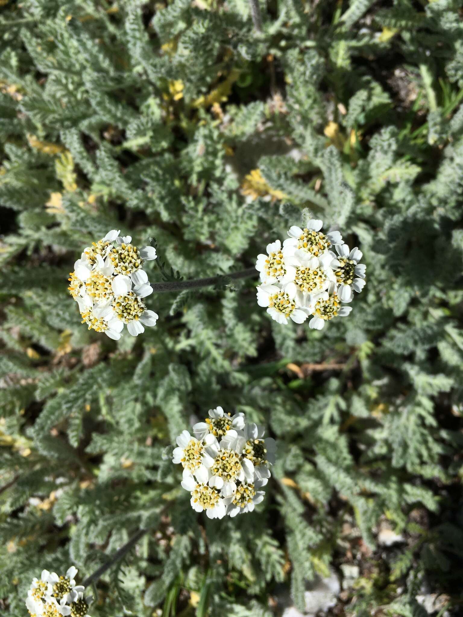 Imagem de Achillea nana L.