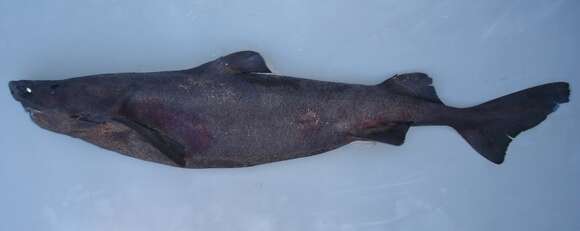 Image of Largespine Velvet Dogfish