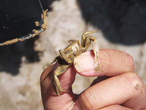 Imagem de Macrophthalmus subgen. Mareotis Barnes 1967