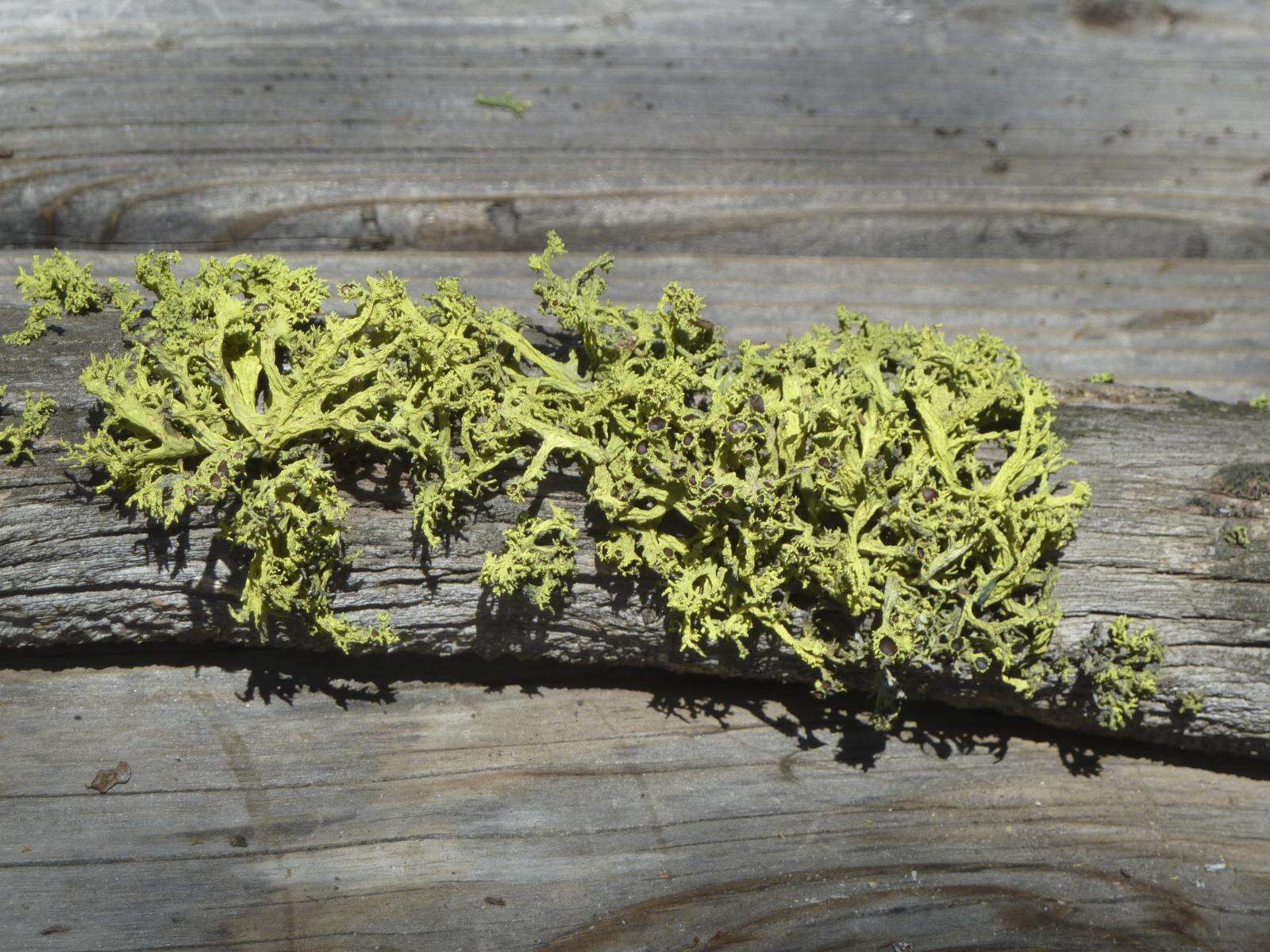 Image of Brown-eyed wolf lichen