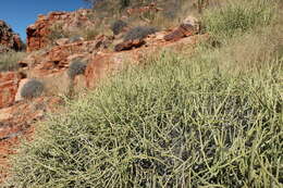 Image of Cynanchum viminale subsp. australe (R. Br.)