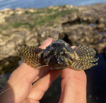 Image of Bald sculpin