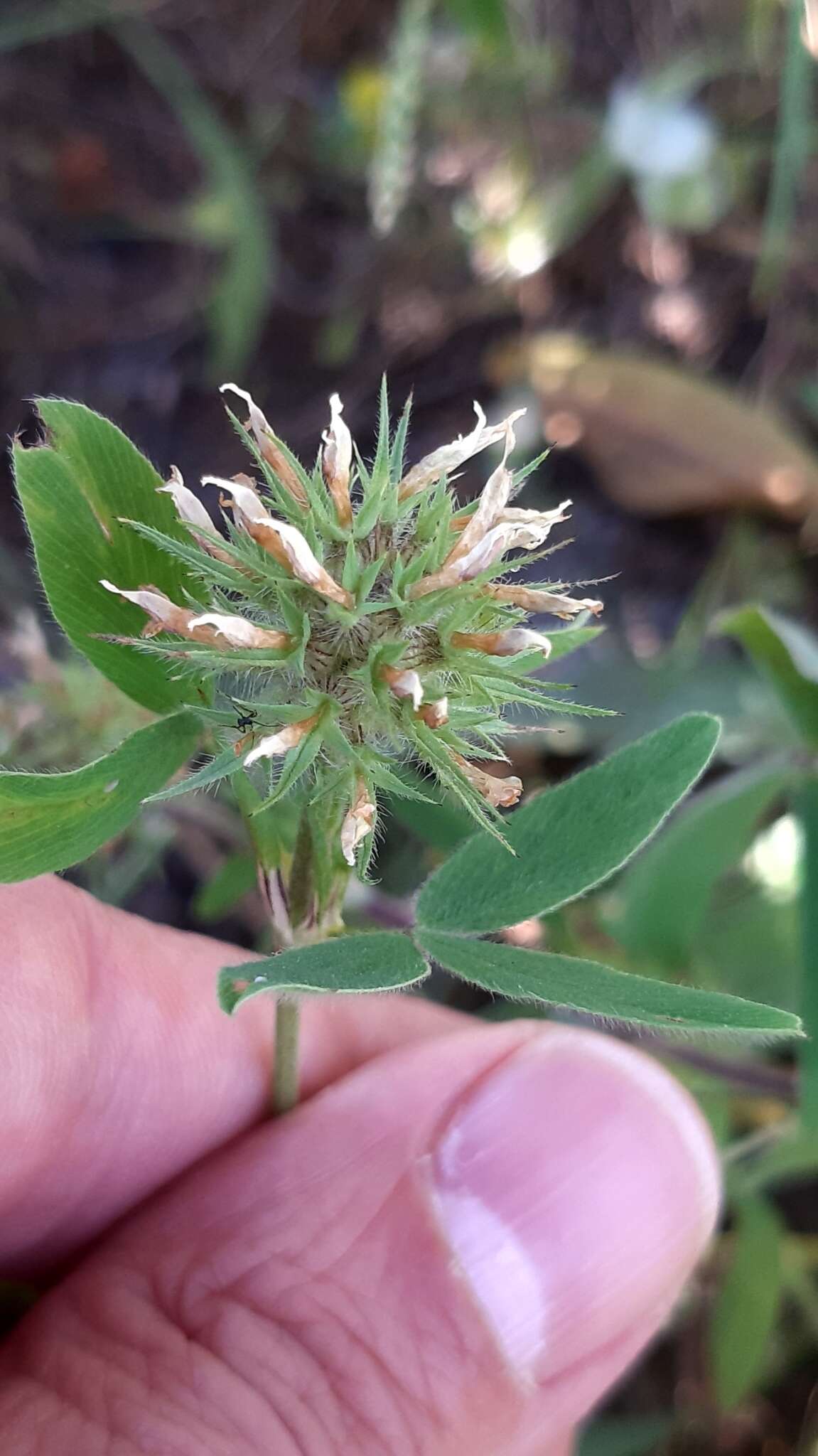 Sivun Trifolium squarrosum L. kuva
