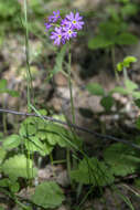 Image of Siberian Primrose