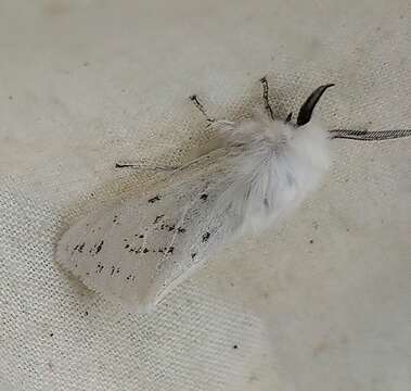 Image of Spilosoma dubia Walker 1855