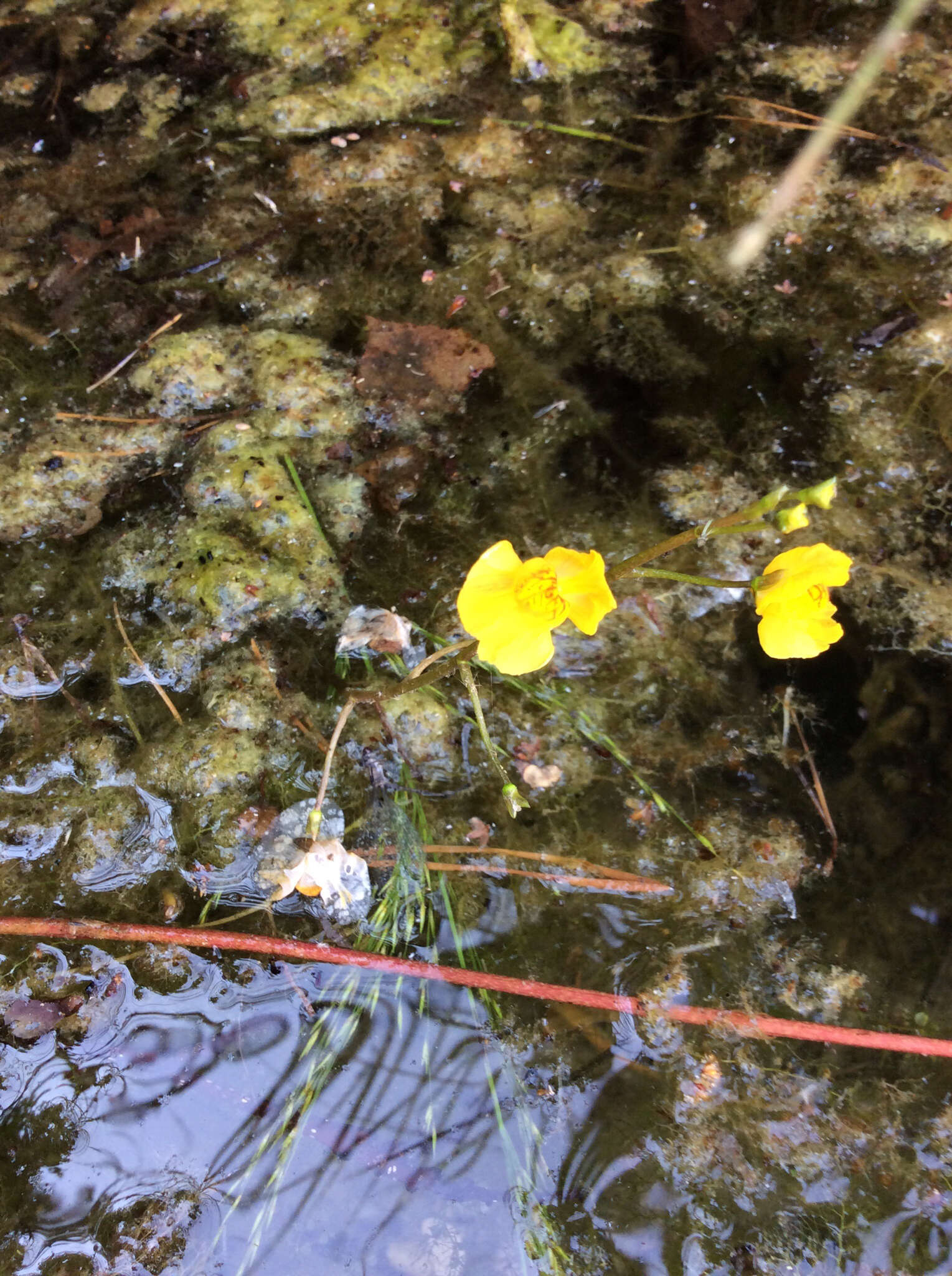 Image of Bladderwort