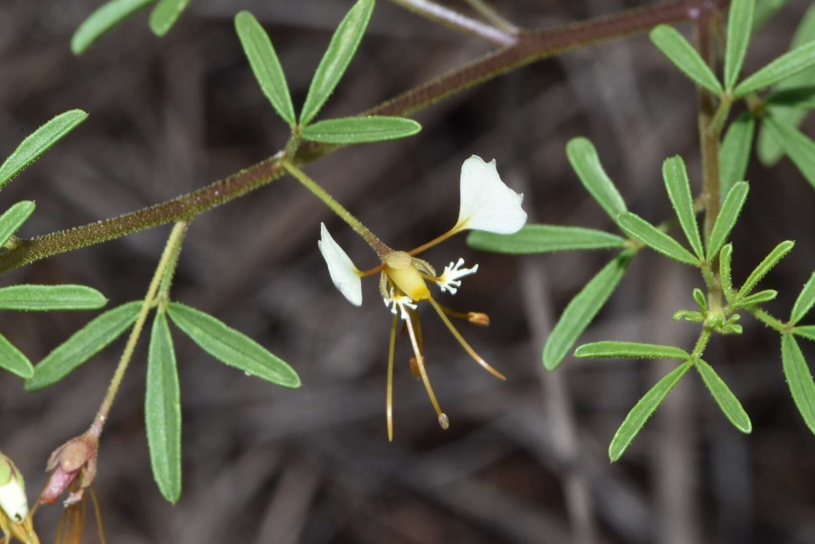 Image of large clammyweed