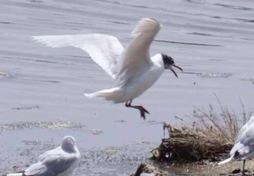 Image of Mediterranean Gull