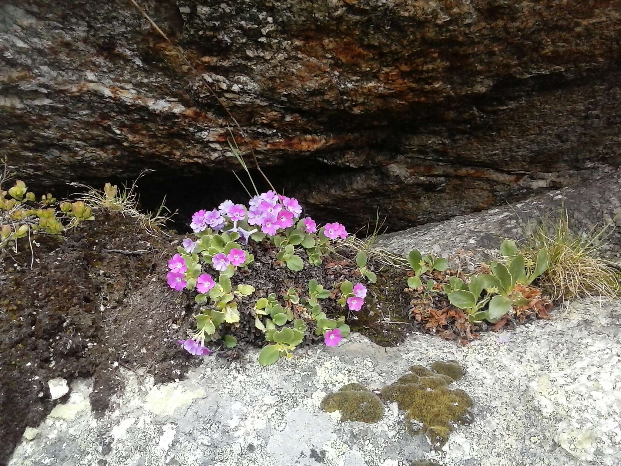 Image of Primula hirsuta All.