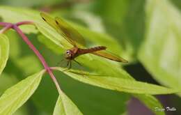 Image of Perithemis icteroptera (Selys ex Sagra 1857)