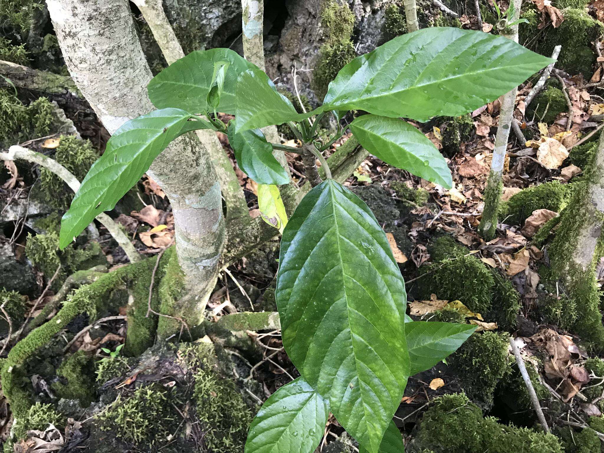 Imagem de Dendrocnide latifolia (Gaud.) Chew