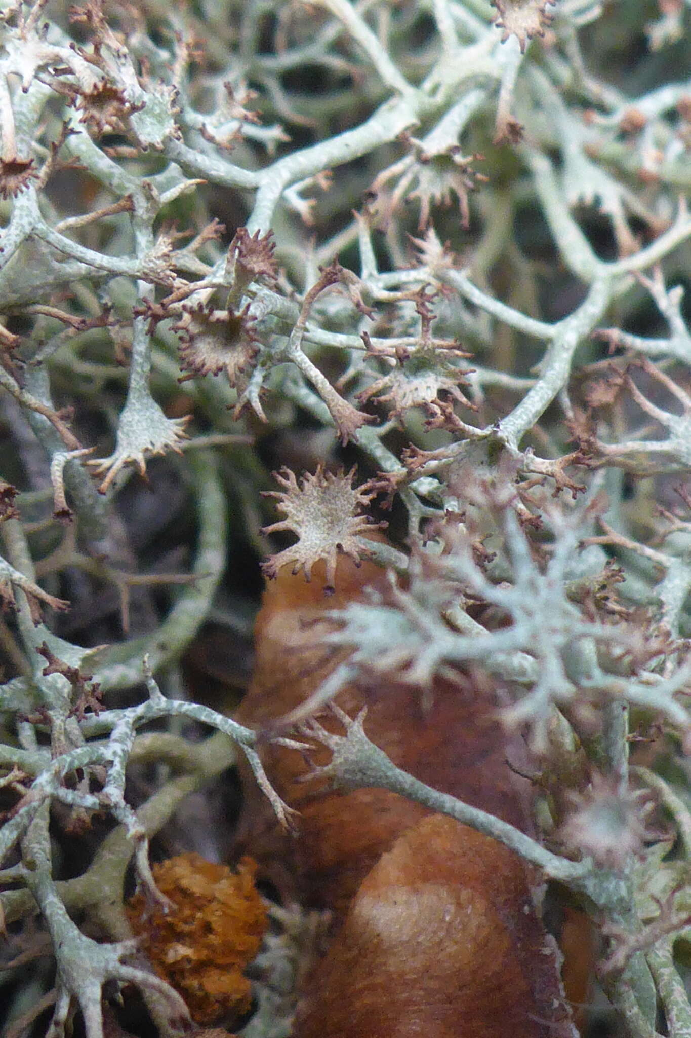 Image of cup lichen