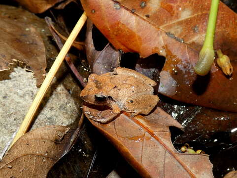 Image of Banded Robber Frog