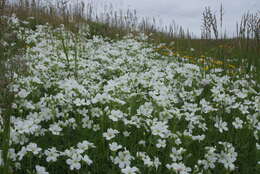 Image of great chickweed