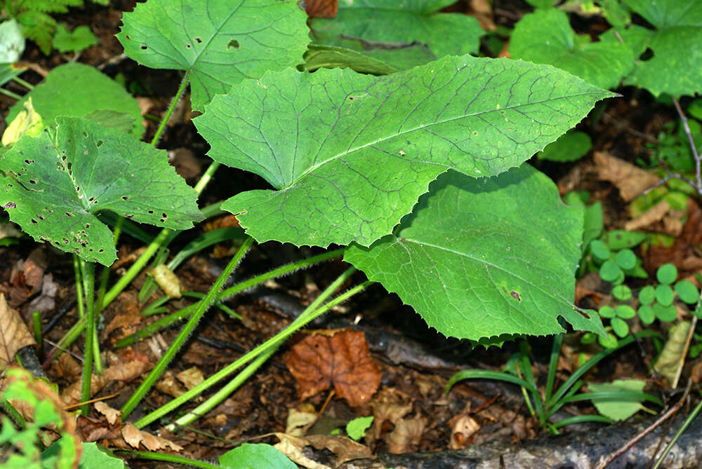 Image of Saussurea petiolata Komarov ex Lipsch.