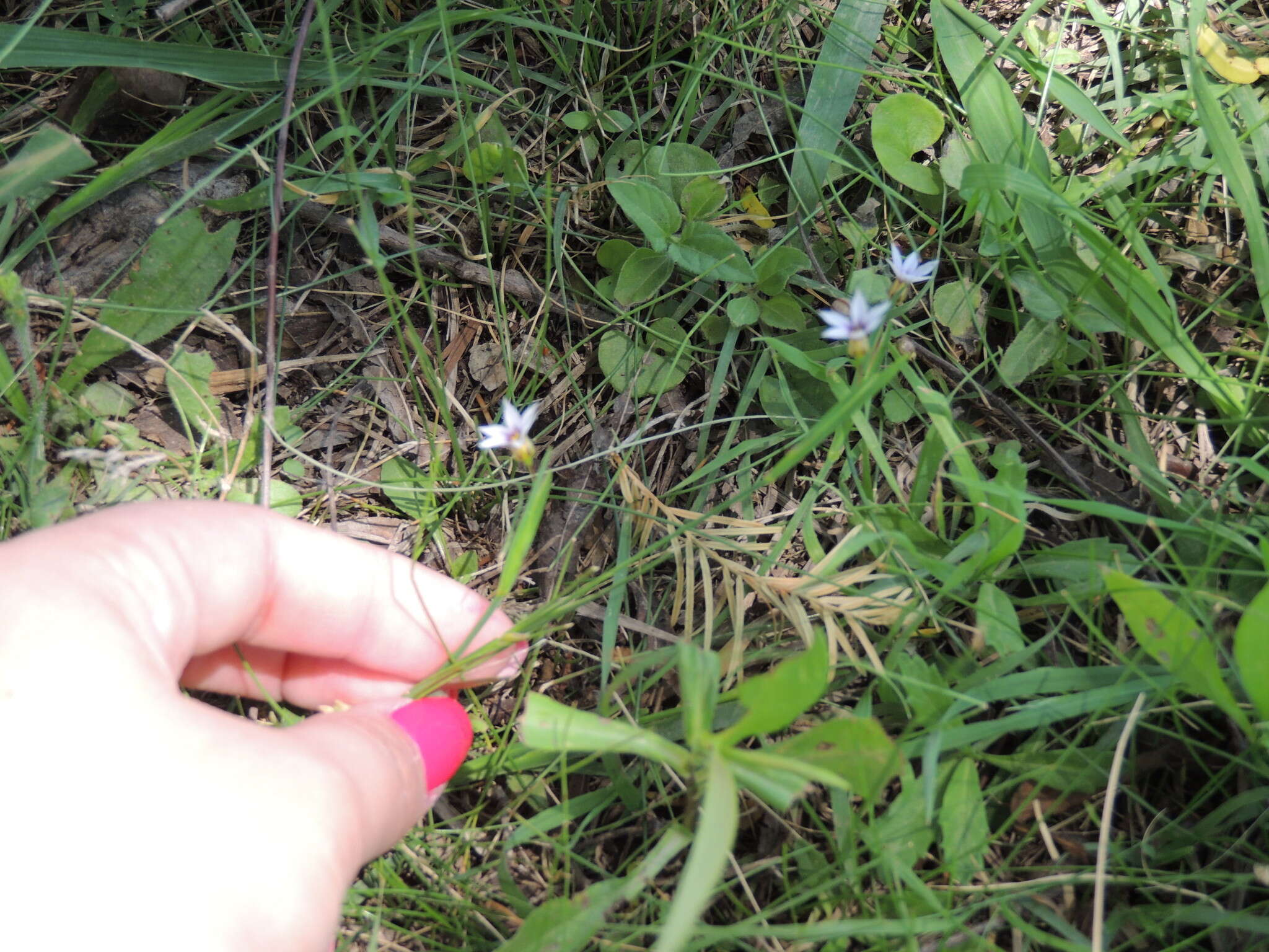 Image of annual blue-eyed grass