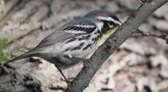 Image of Yellow-throated Warbler