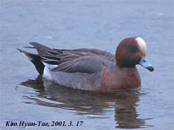 Image of Eurasian Wigeon