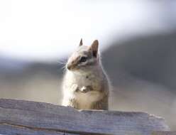 Image of California Chipmunk