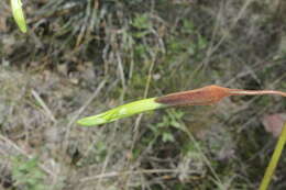 Image of Puya cochabambensis R. Vásquez & Ibisch