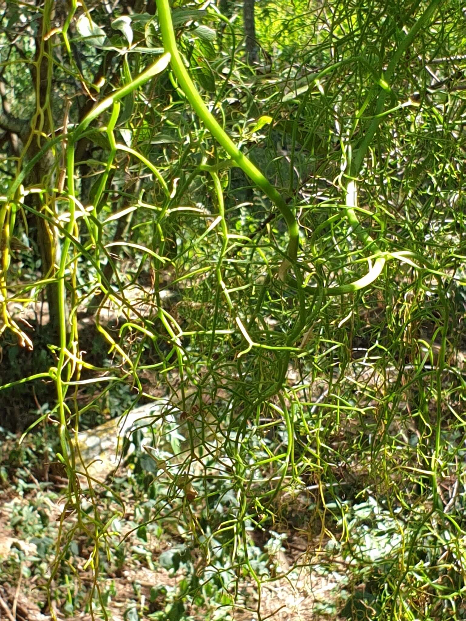 Image of Bowiea volubilis subsp. volubilis