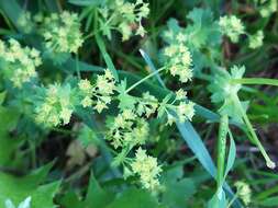 Image of broadtooth lady's mantle