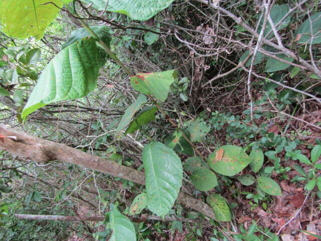 Coccoloba mollis Casar. resmi