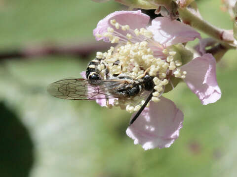 Meria tripunctata (Rossi 1790)的圖片