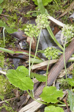 Image of Hydrocotyle mexicana Cham. & Schltdl.