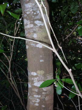 Image of Wrinkle Pod Mangrove