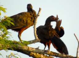 Image of Rufous-bellied Chachalaca