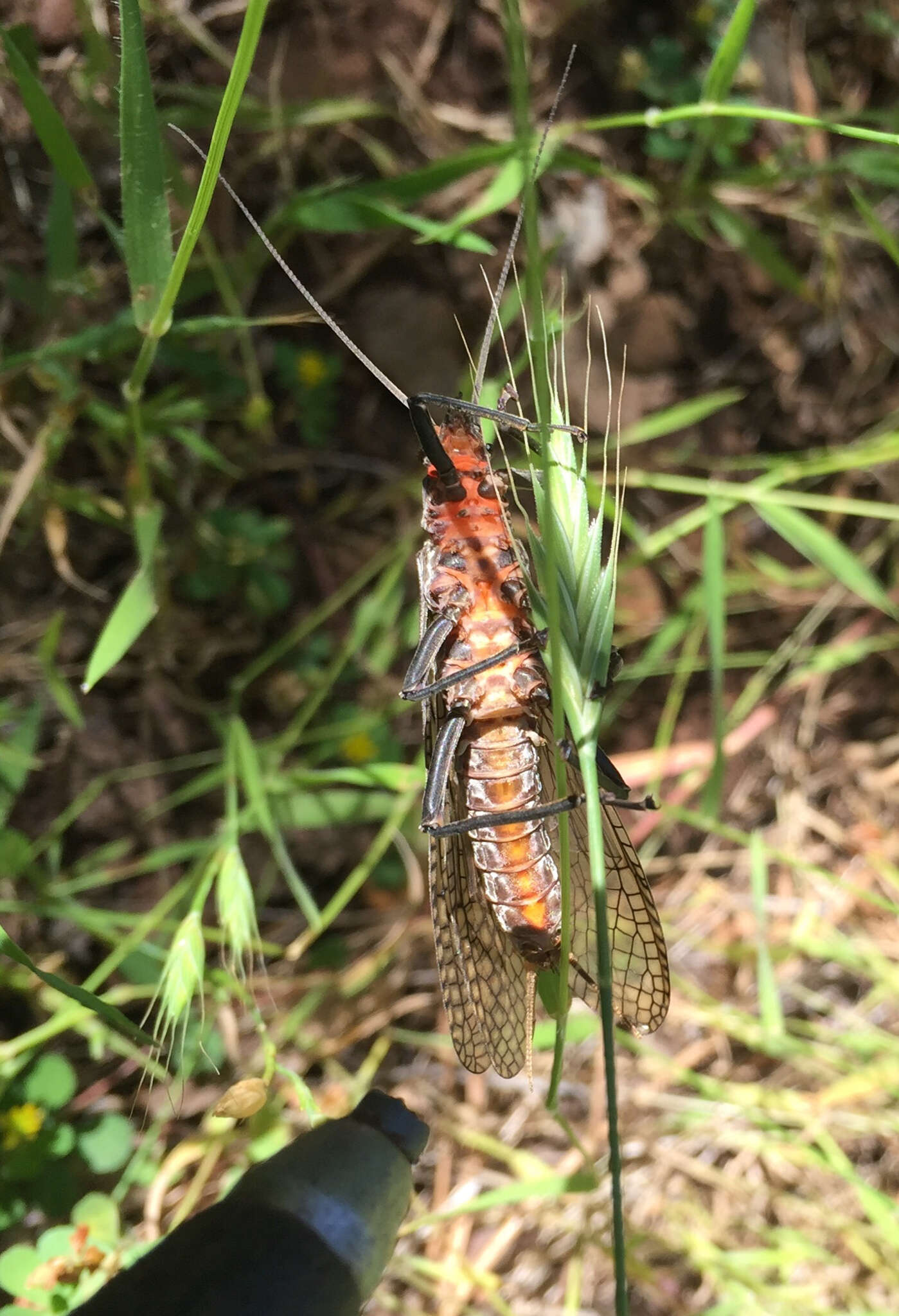 Image of Giant Salmonfly