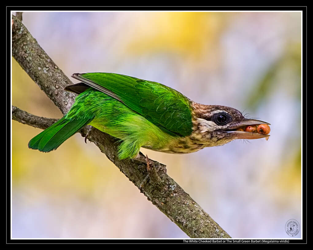 Psilopogon viridis (Boddaert 1783) resmi