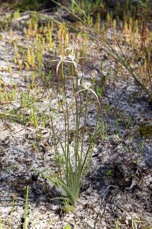 Image of Caladenia nobilis Hopper & A. P. Br.