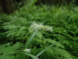 Image of Carex japonica Thunb.