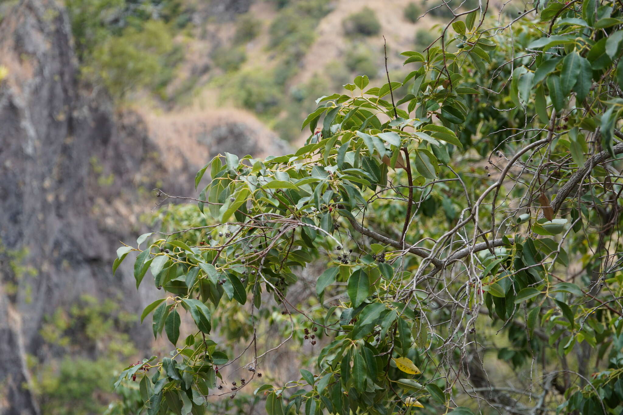 Image of Agarista salicifolia (Lam.) G. Don