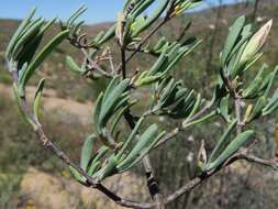 Image of Pteronia leptospermoides DC.