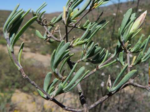 Image of Pteronia leptospermoides DC.